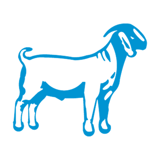 Standing Boer goat side profile with long ears, curved horns and open coat markings