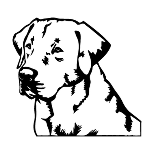 Outlined Labrador Retriever head and chest with fine facial and coat details